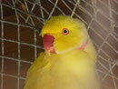 Papageienvogel  im Minizoo auf Porto Santo, Portugal