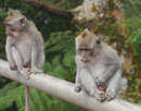 Wild lebende Affen auf Bali, Indonesien