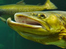 Oceaneum und Meeresmuseum Stralsund