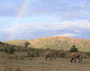 Amboseli Nationalpark Kenia