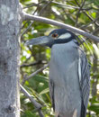 Yellow- crowned Nightheron, Guanacaste, Costa Rica