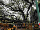 Der Bodhibaum am Platz von Buddhas Erleuchtung am Mahabodhi Tempel von Bodhgaya, Indien