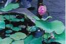 Lotosblume im Wat Phra Keo, Bangkok, Thailand