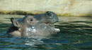 Im Berliner Zoo