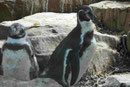 Im Berliner Zoo