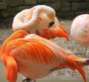 Flamingos  im Zoo Leipzig