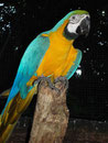 Vogelpark bei Iguassu