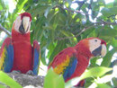 Aras, Costa Rica