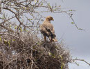 Adler in Kenia