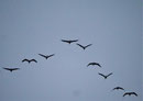 Abendanflug der Kraniche bei Linum/Brandenburg