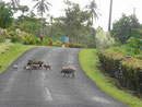 Halbwilde Schweinefamilien auf Samoa