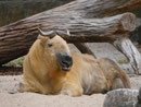 Im Berliner Zoo