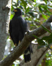 Mangrove Black Hawk, Costa Rica