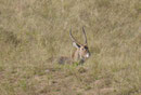 Wasserspringbock im Kruger National Park, Südafrika