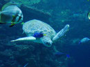 Oceaneum und Meeresmuseum Stralsund
