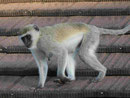 Grüne Meerkatze in Kenia