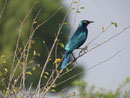 Glanzstar im Chobe Nationalpark, Botswana