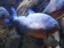 Piranha im Loro Park, Teneriffa