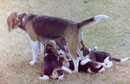Bassets in Aquitanien