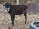 Kälbchen in einem Dorf nahe Sarmarkand, Usbekistan