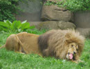 Löwe im Zoo Leipzig