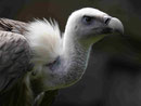 Gänsegeier, Tierpark Berlin