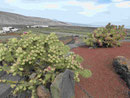 Blick aus dem Jardin de Cactus, Lanzarote