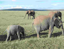 Elefanten in Kenias Nationalparks