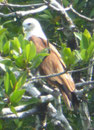 Langkawi -Adler, Malaysia