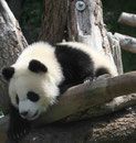 Im Berliner Zoo