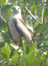 Langkawi -Adler, Malaysia