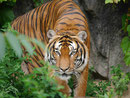 Tiger im Tierpark Berlin