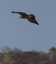 Silberadler im Etoscha Nationalpark, Namibia