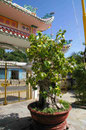 Bodhibaum in einem Tempel bei Pan Thiet, Südvietnam