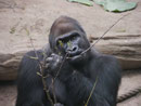 Gorilla im Zoo Leipzig