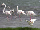 Flamingos bei Salalah, Sultanat Oman