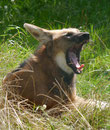 Mähnenwolf, Tierpark Berlin