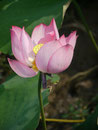 Lotosblüte in China