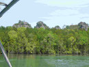In den Salzwassermangroven von Langkawi, Malysia