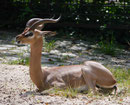 Im Berliner Zoo