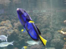 Oceaneum und Meeresmuseum Stralsund