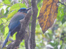 ? Costa Rica