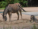 Zebra mit Fohlen im Tierpark Berlin