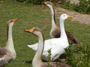 Gänse in Salalah, Sultanat Oman