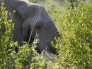 Elefant im Kruger National Park, Südafrika