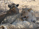Löwengroßfamilie im Etosha Nationalpark, Namibia