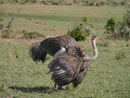 Weiblicher Strauß bei der Balz in Kenia