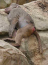 Im Berliner Zoo