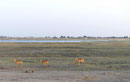 Im Etoscha Nationalpark, Namibia