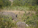 Nashorn im Kruger National Park, Südafrika